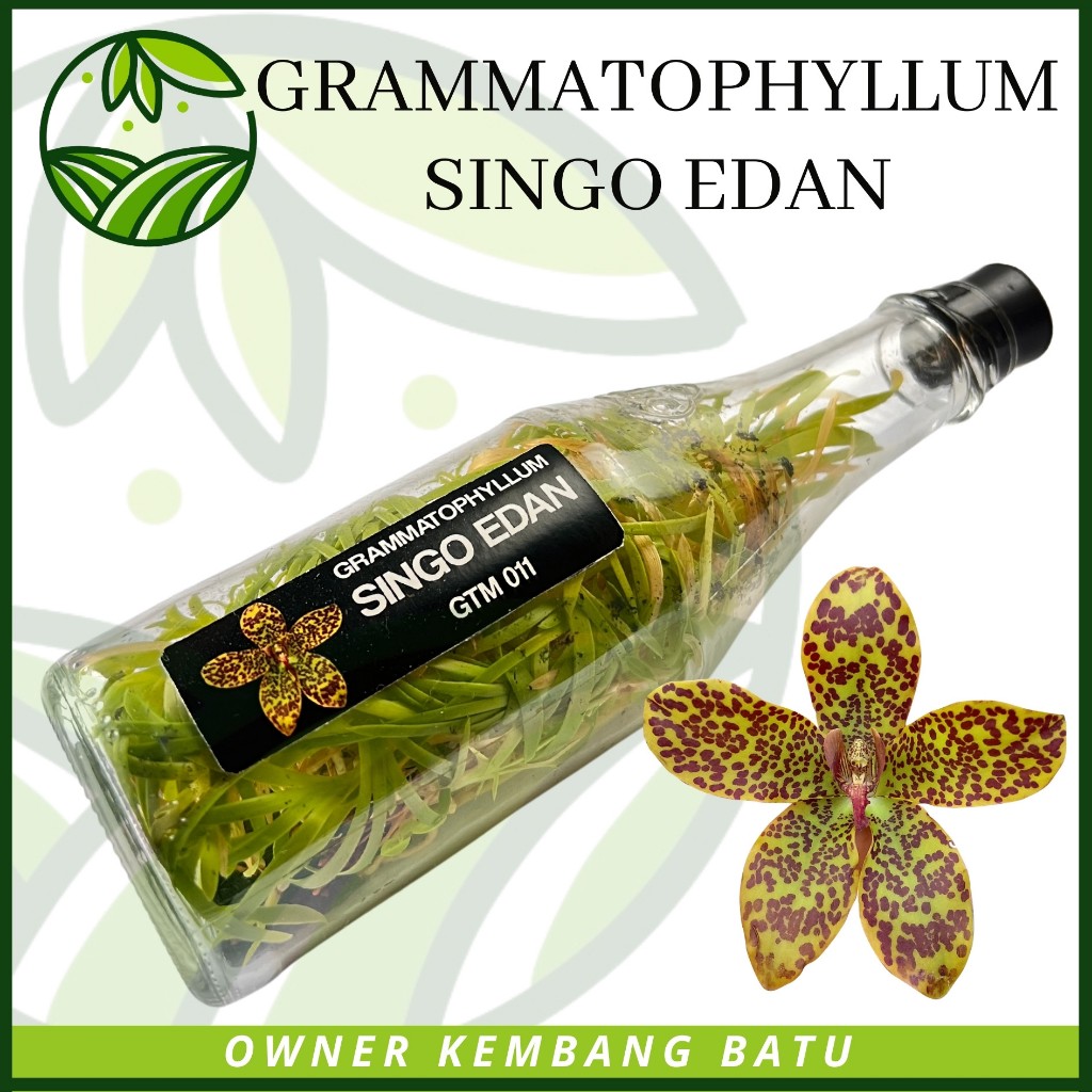 Anggrek Gramma Botolan SINGO EDAN Warna Totol Cantik Rare ID