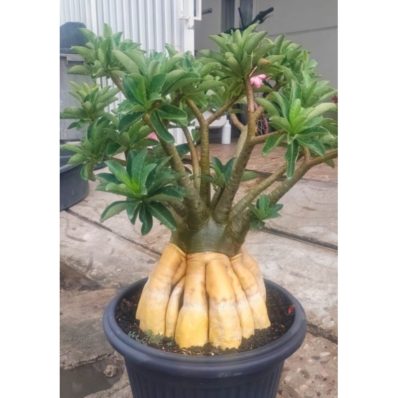 RB adenium arabicum hybrid