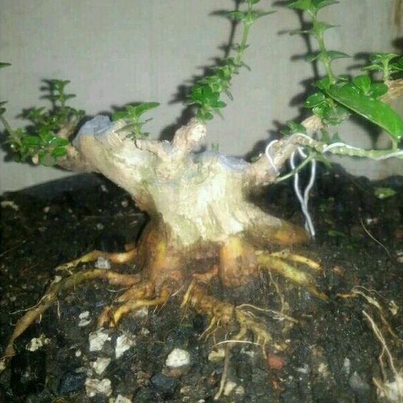 BONSAI SANCANG prokar prospek