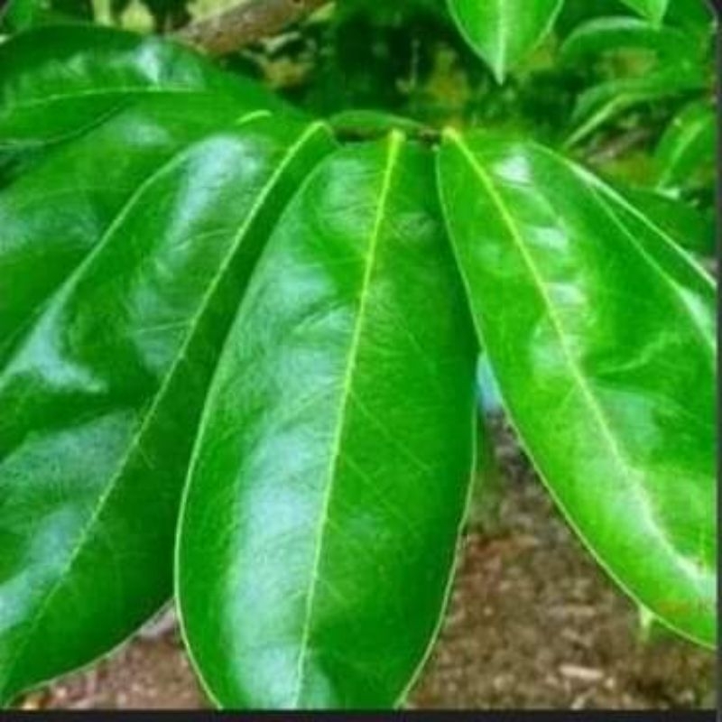 

promo daun sirsak organik 100 lmbar pnawar kangker