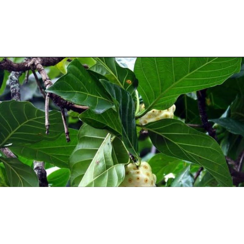 

DAUN MENGKUDU prsatuan