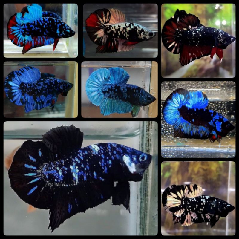 Ikan Cupang Varian Avatar Seris Gordon Kalimaya Coper Gold Ukuran+ Suda Full Blok