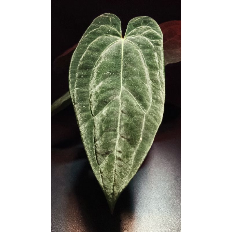 Anthurium X-One x Dark Phoenix
