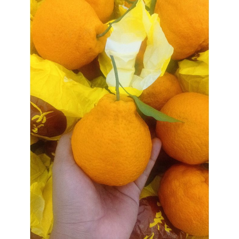

Jeruk orange dekopon Chun jian box -+ 5 kg | jeruk manis segar dekopon