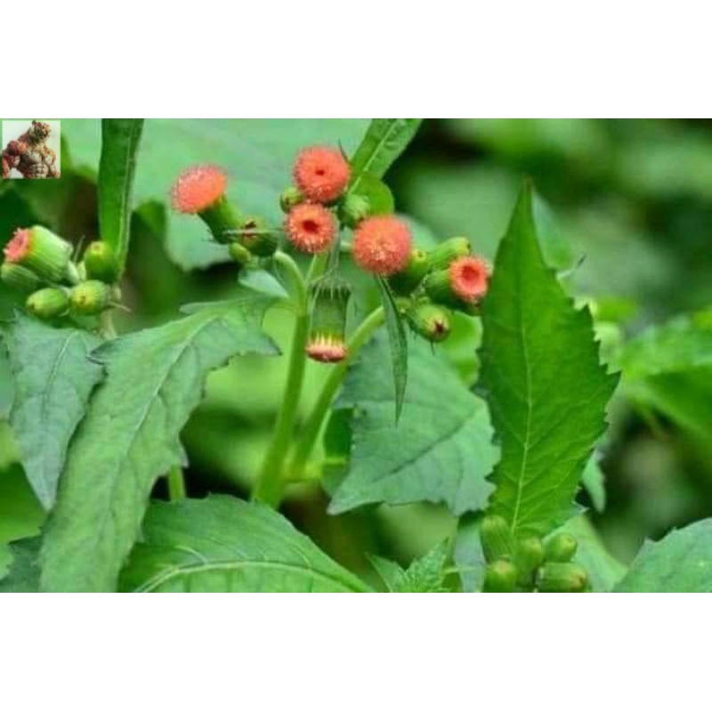 

Bibit Sintrong enjle berakar siap tanam