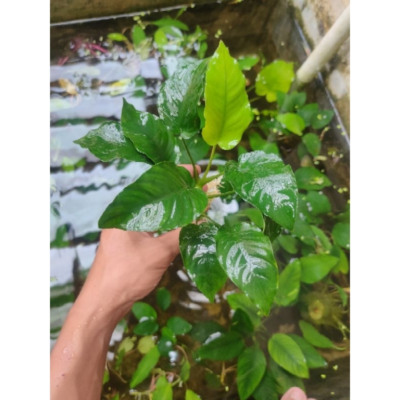 anubias barteri aquascape