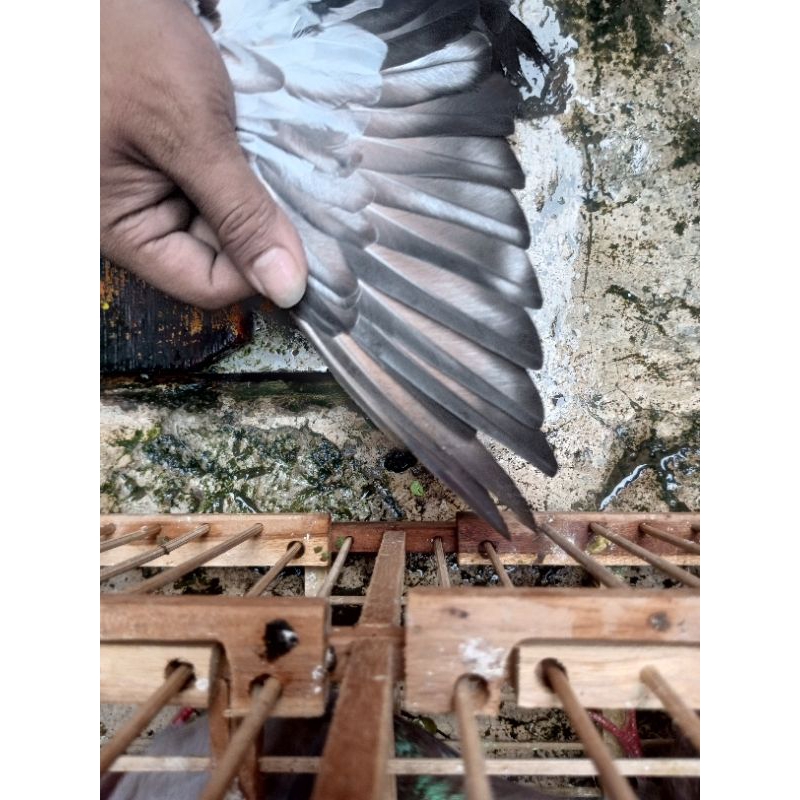 merpati kolong bahan bertrah