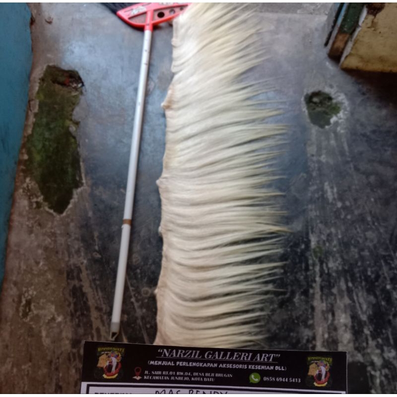 suri kuda jambak warna putih