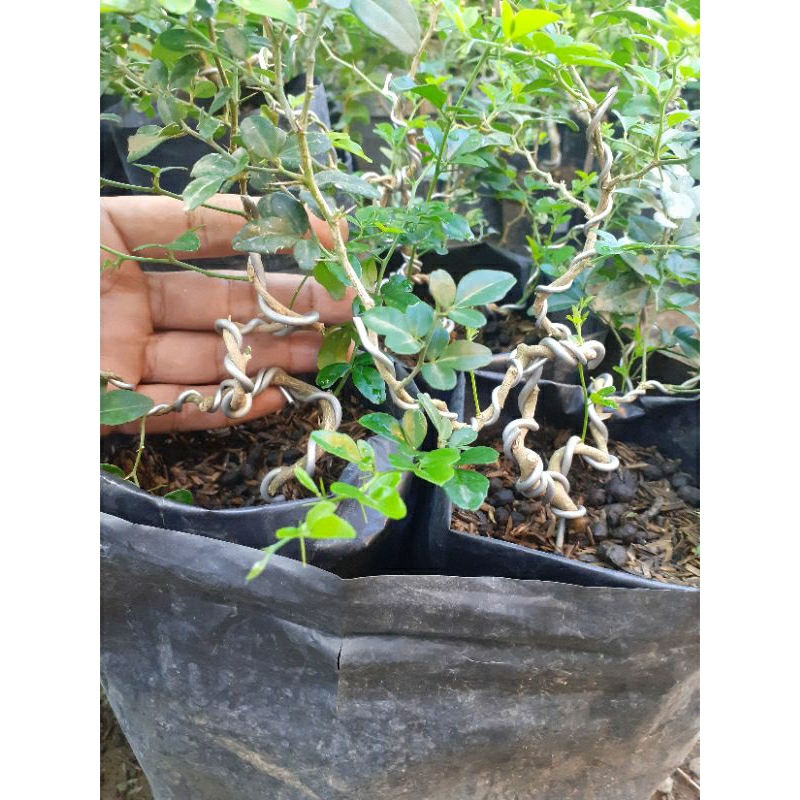Triphasia Trifolia Jeruk Kingkit Kinkit Mame Small Program Ekstrem Bahan Bonsai