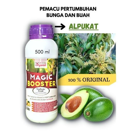PEMACU PERTUMBUHAN ALPUKAT, BUNGA DAN BUAH ALPUKAT, MAGIC BOOSTER ALPUKAT, BOSTER ALPUKAT