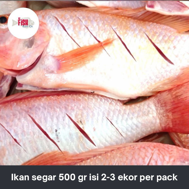 

Ikan Nila Merah Segar