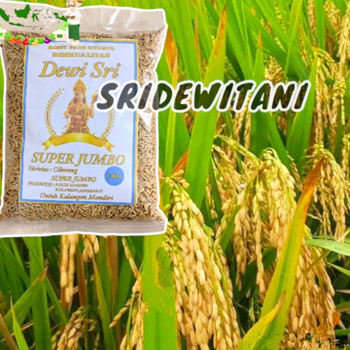 Flash Sale Terlaris Bibit Padi CIHERANG SUPER JUMBO 1 KG Bibit Unggul Berkualitas CibatuMapanINPARI 