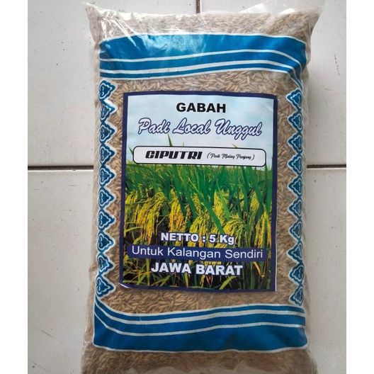 KI3 Benih bibit padi ciputri  ciherang malay panjang kemasan 5kg