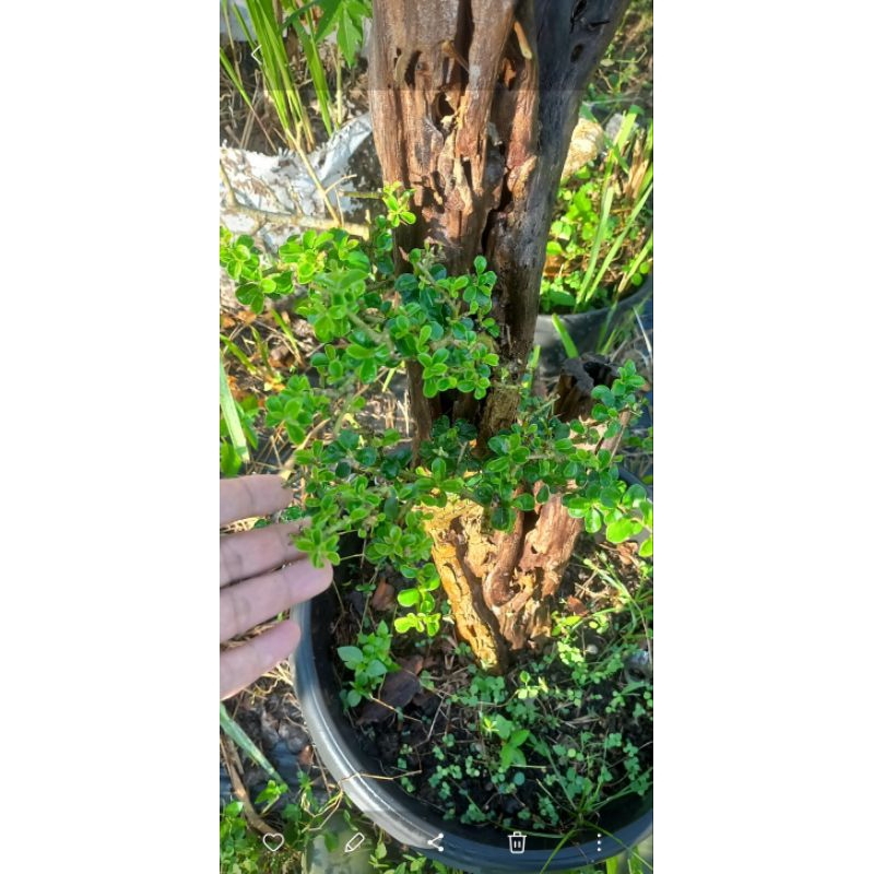 Bahan bonsai sisir vosil