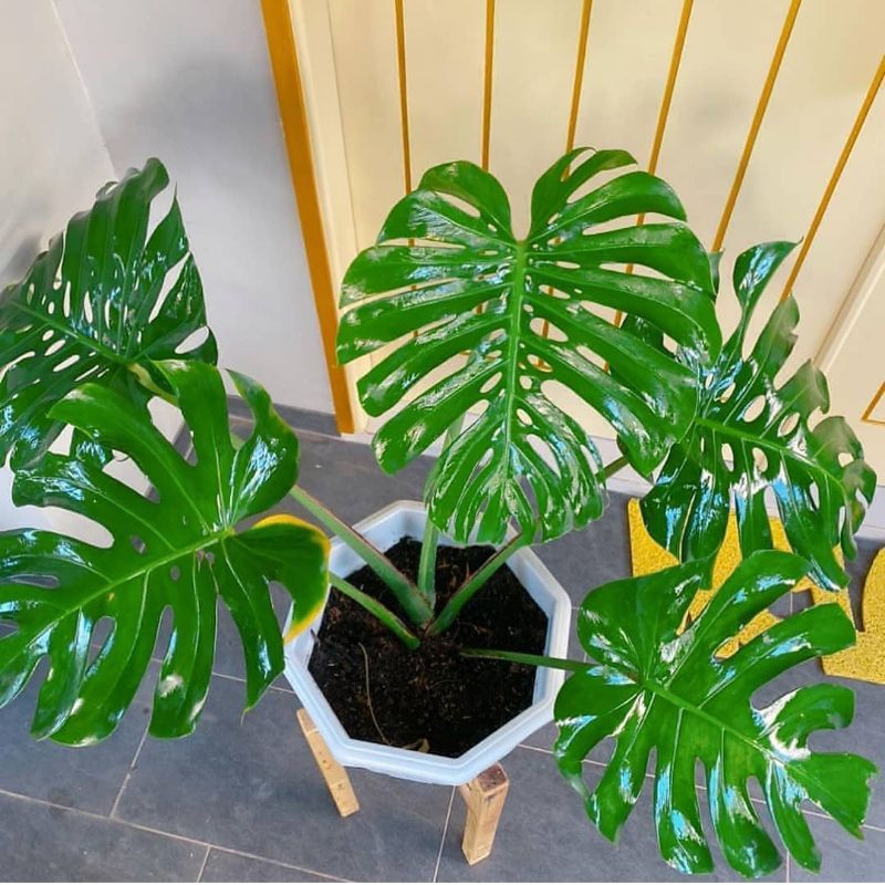 Tanaman Hias monstera King bunga monstera King asli tanaman hias indoor outdoor Monstera