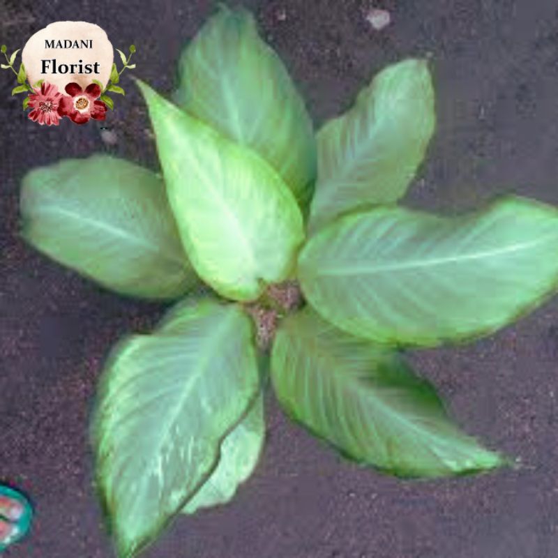 Diven honey bee/diven silver