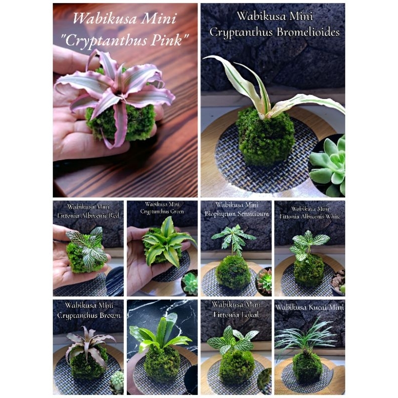 Paket Tanaman Fittonia/Cryptanthus Media Wabikusa Variant Jenis - Tanaman Hias Paludarium
