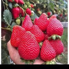 

BIBIT STRAWBERRY CALIFORNIA