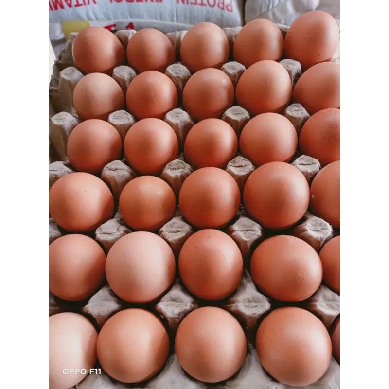 

Termurah .... TELUR AYAM FRES Harga / KG