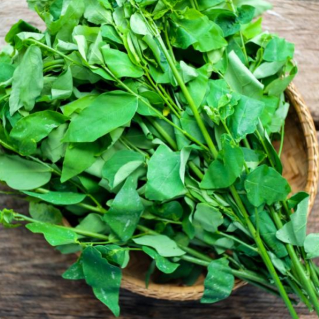 

Daun Katuk Segar Pelancar ASI