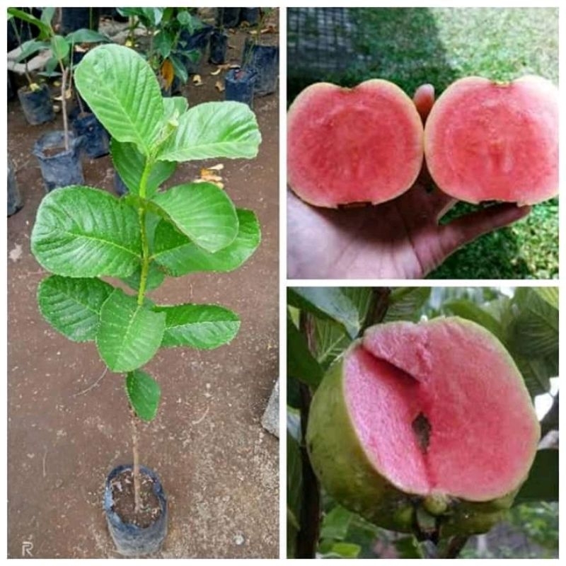 

Bibit jambu sukun merah tanpa biji super jumbo bisa COD