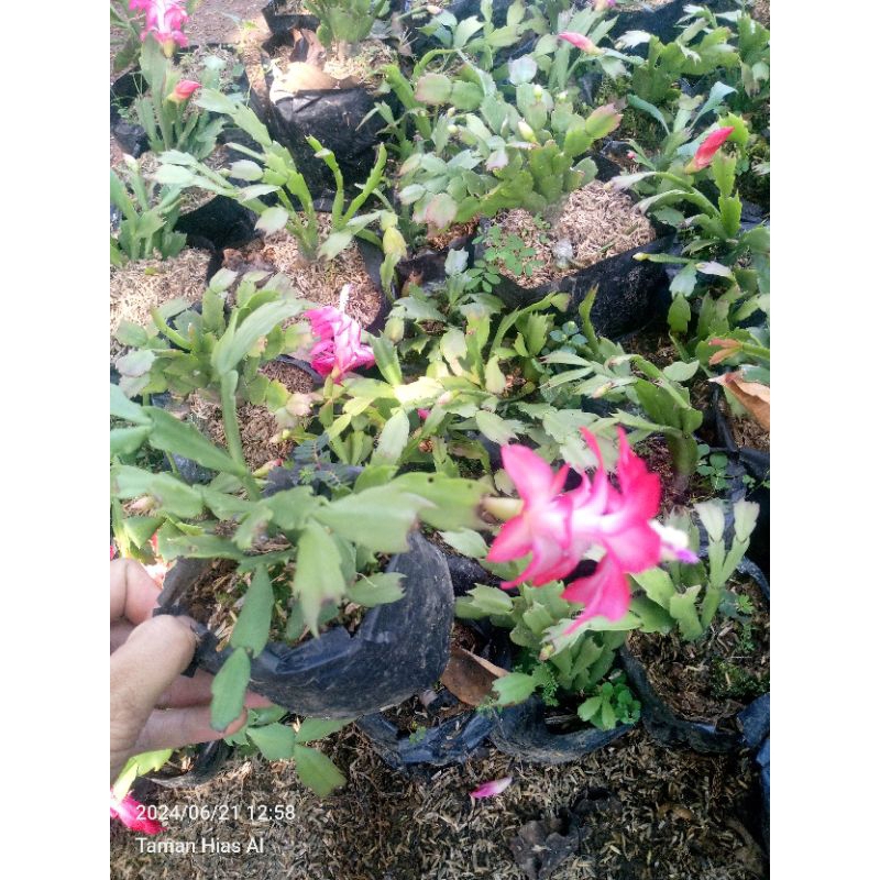 Tanaman wijaya kusuma mini Bunga pink