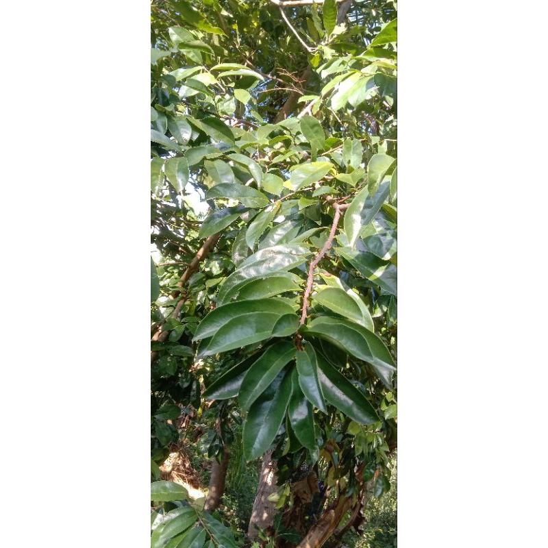

Daun sirsak segar berkasiat per 50gram