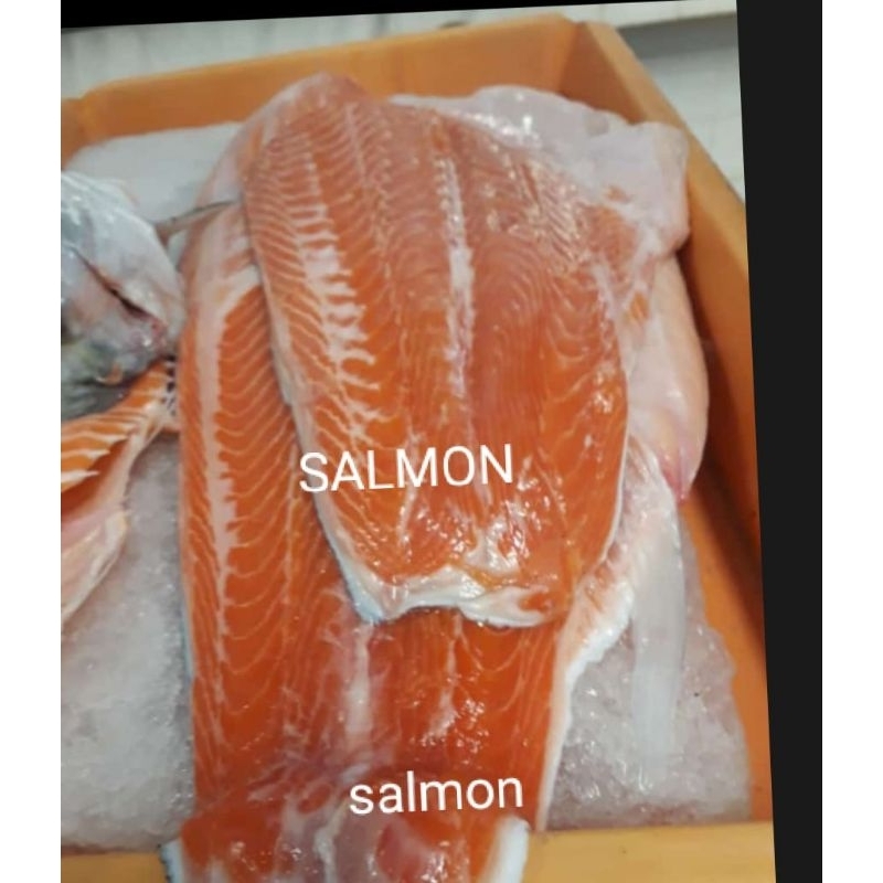 

salmon