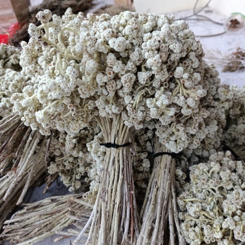 GROSIR EDELWEIS BROMO 5 IKAT JUMBO BESAR | EDELWEIS BROMO | EDELWEIS PUTIH |BUKET EDELWEIS | BUKET B