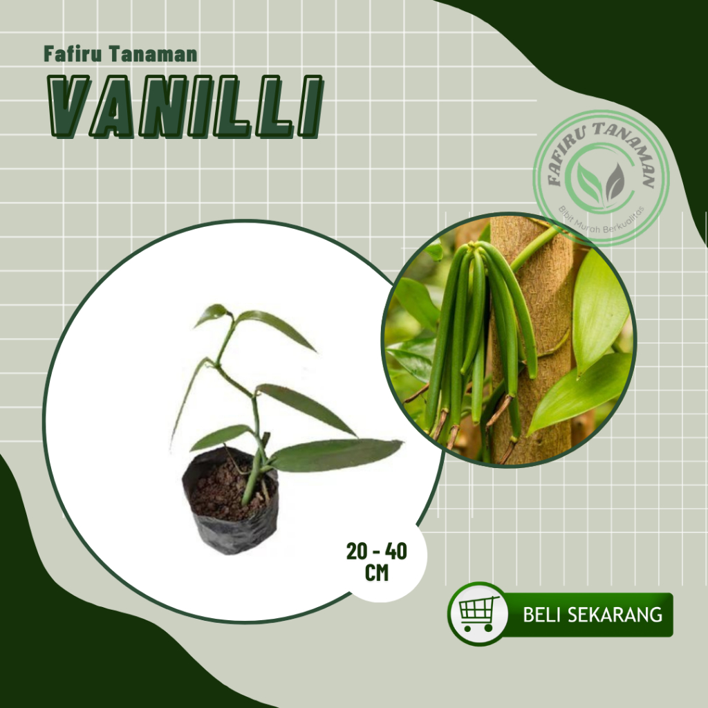 Bibit Vanili Rambat Bibit Tanaman