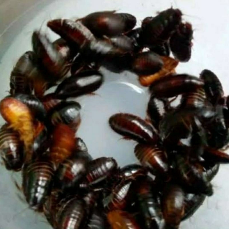 sepaket isi 120 ekor ceremende , keterlak , kecoa tanah , kecoa batu umpan mancing Galatama lele pal