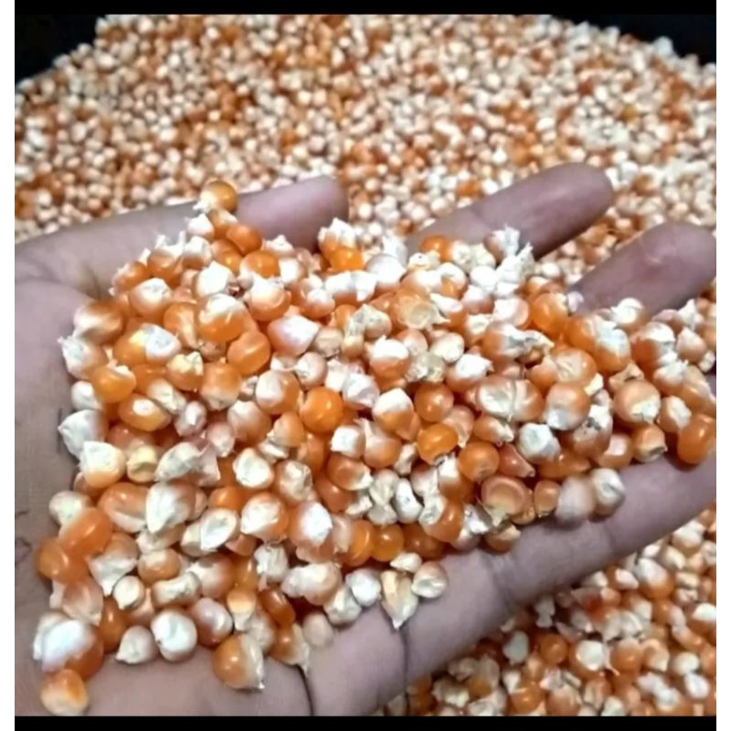 

Jagung Madura Asli Kecil Dan Garing 1Kg