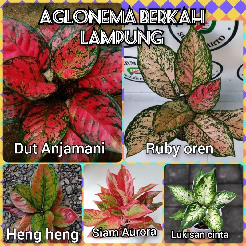 paket murah 5 jenis AGLONEMA dewasa