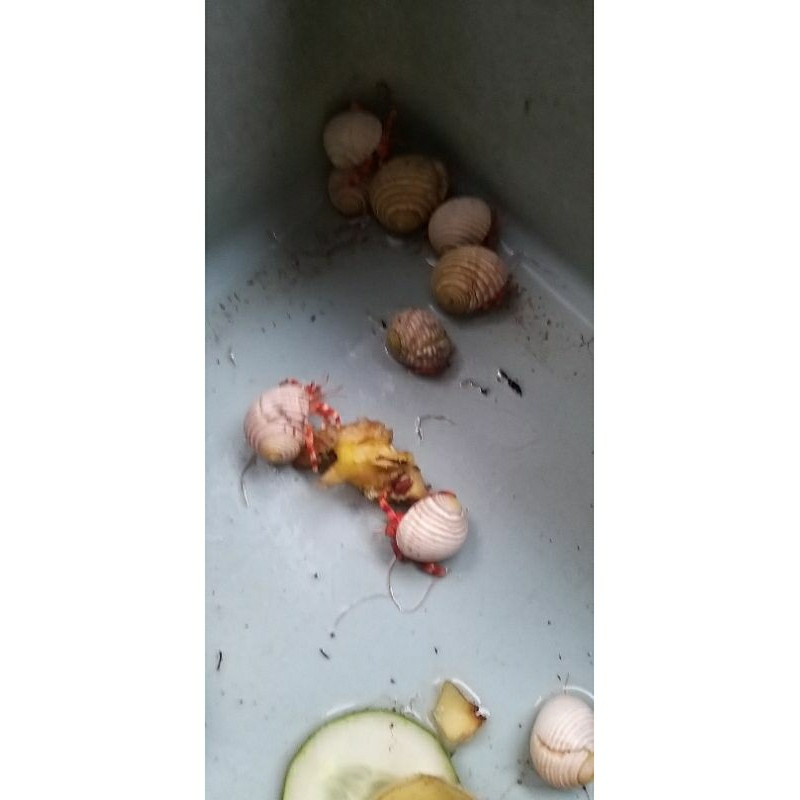 kelomang strawberry mini red perlatus 4 ekor