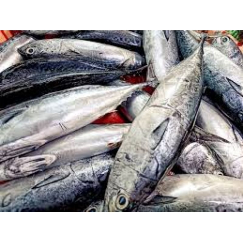 

ikan tongkol segar 500gr