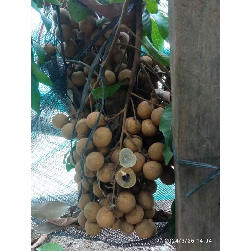 

Buah Kelengkeng New Kristal