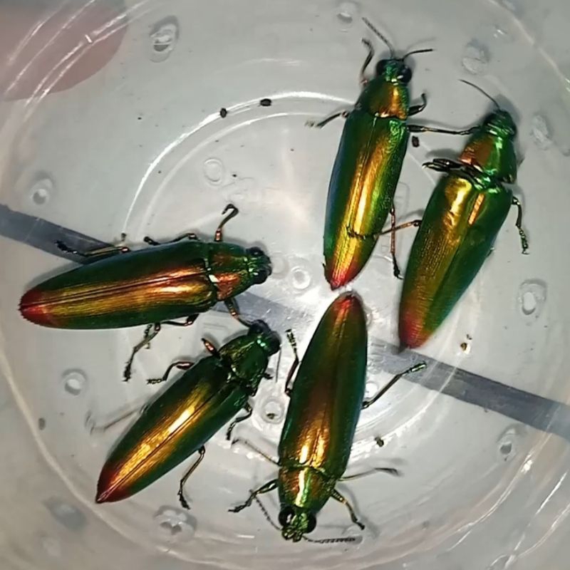 SAMBER LILIN / SAMBER ILER KUMBANG PERMATA