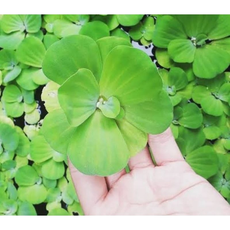 Bibit Apon apon / apu apu | pakan ikan / Tanaman hias aquarium