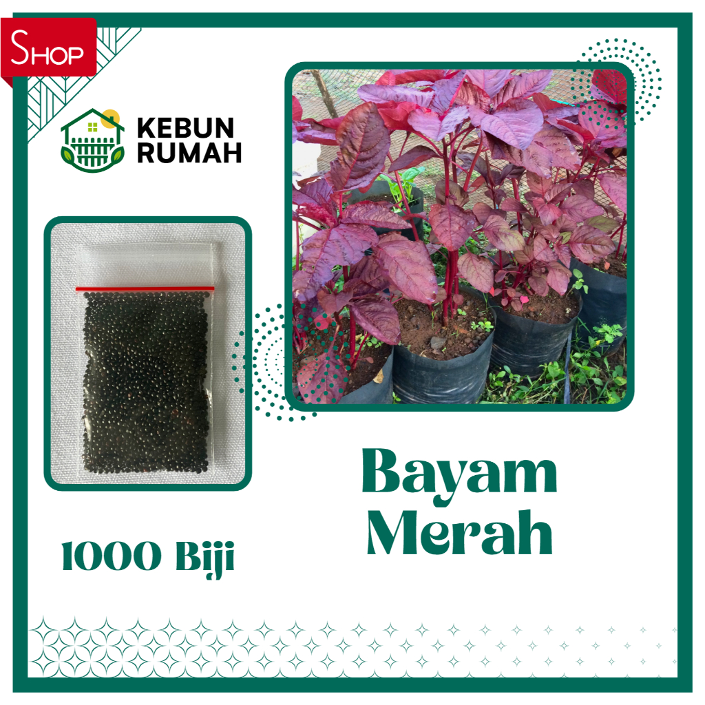 Benih Bayam Merah 1000 Bibit Biji Sayur Sayuran Hidroponik Unggul Tanaman Seribuan Bayem Siap Tanam