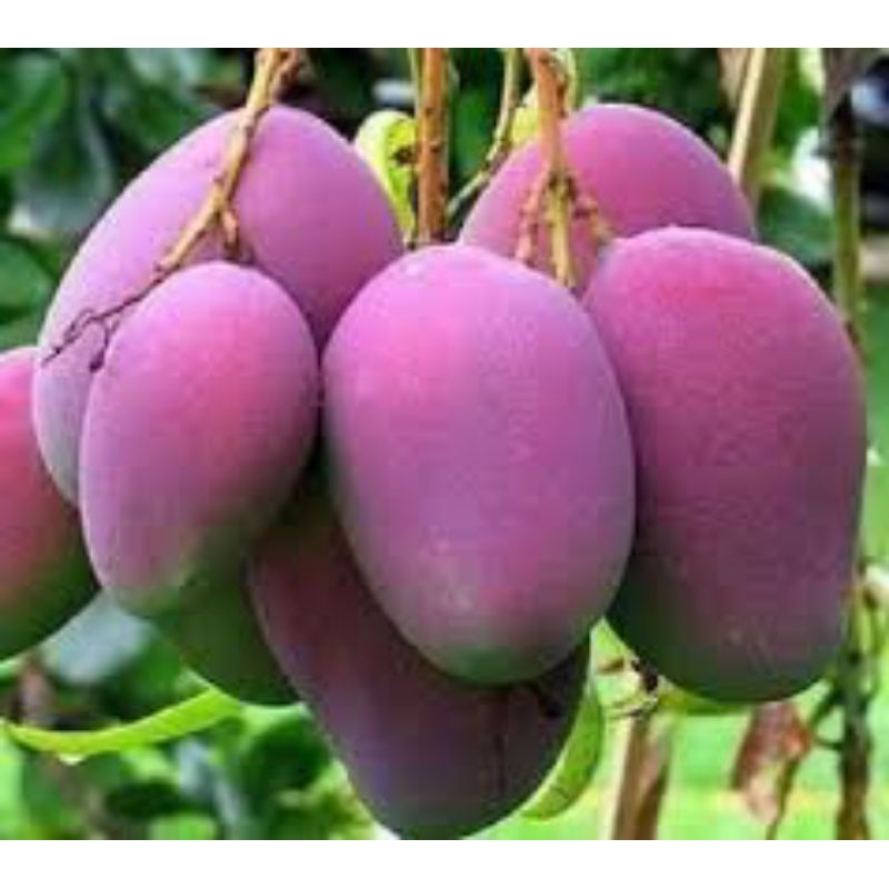 bibit mangga Miyazaki