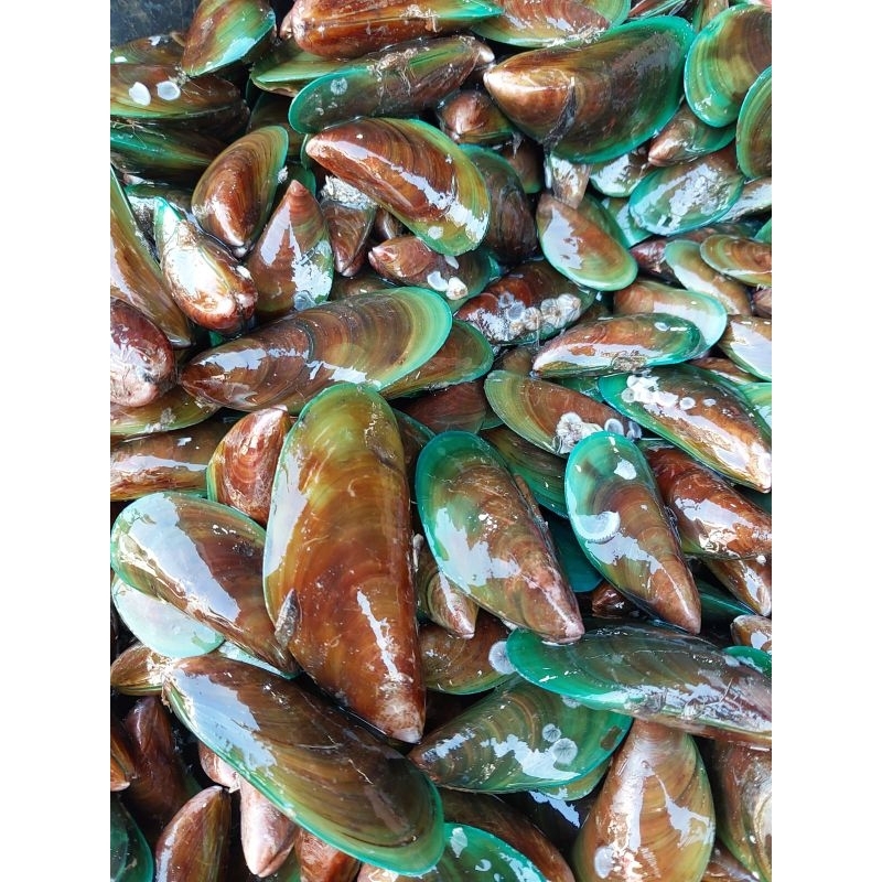 

PROMO KERANG HIJAU HIDUP SEGAR 1KG