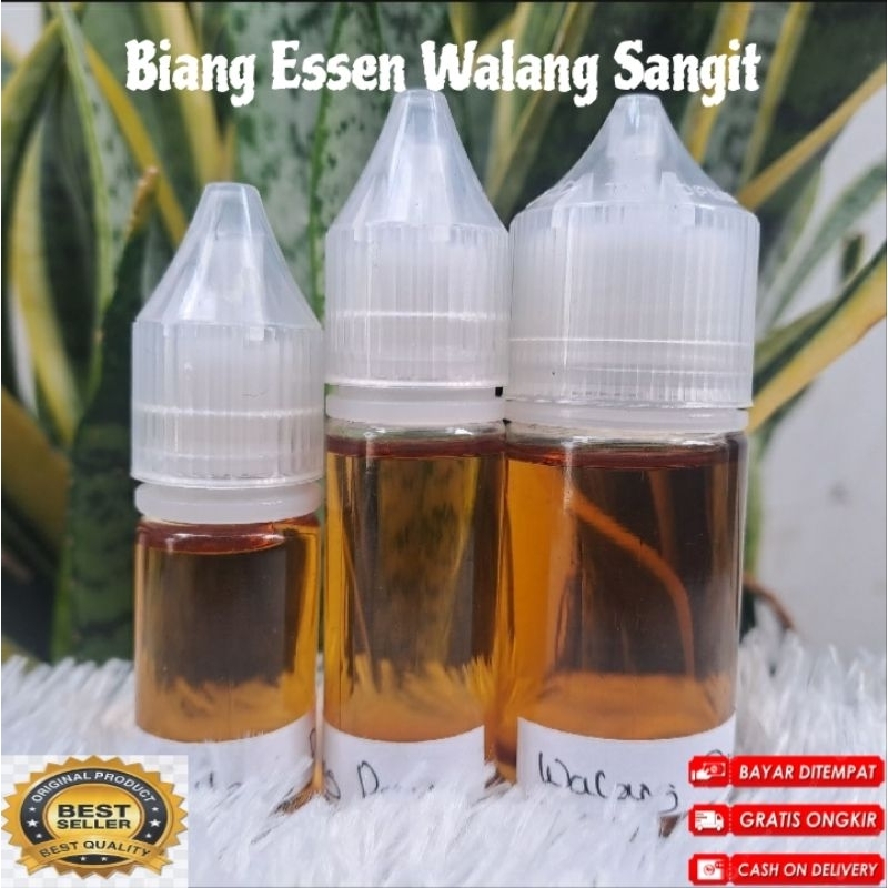 Essen Biang Walang Sangit