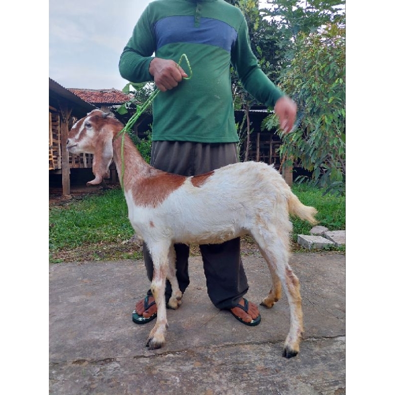 Kambing dan Domba Tipe Premium Untuk Akikah, Kurban dan Pelihara / Domba Aqiqah dan Qurban
