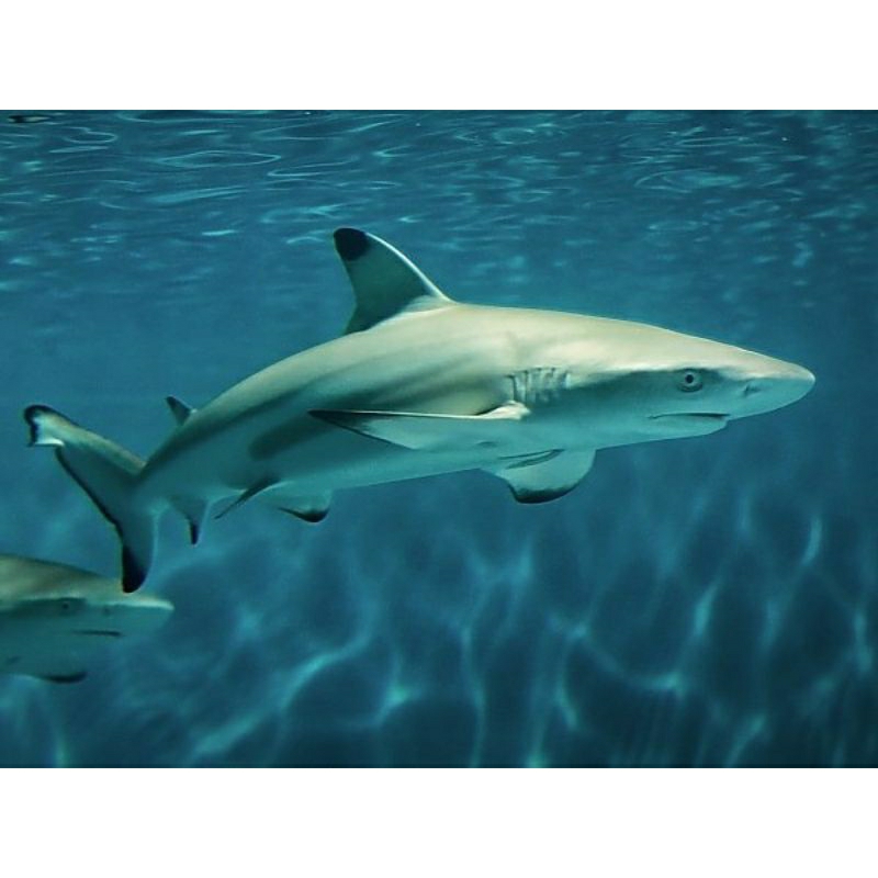 

BLACKTIP SHARKS 50 CM