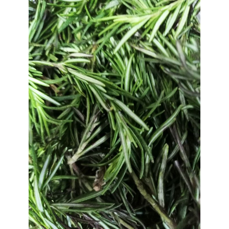 

Daun Rosemary Bumbu Dapur 50 gr