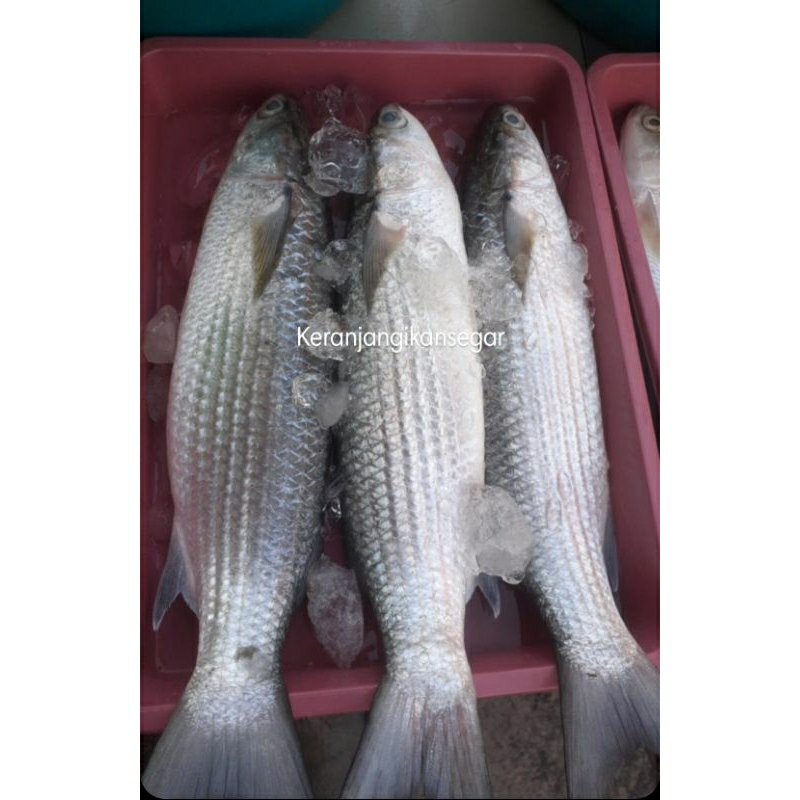 

Ikan belanak segar perkg isi 2/3 (bukan frozen) free dibersihkan