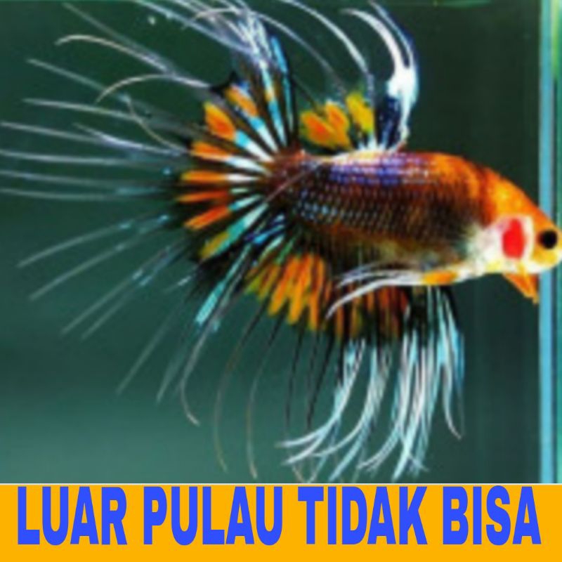 cupang ct maskot gratis pakan bergaransi