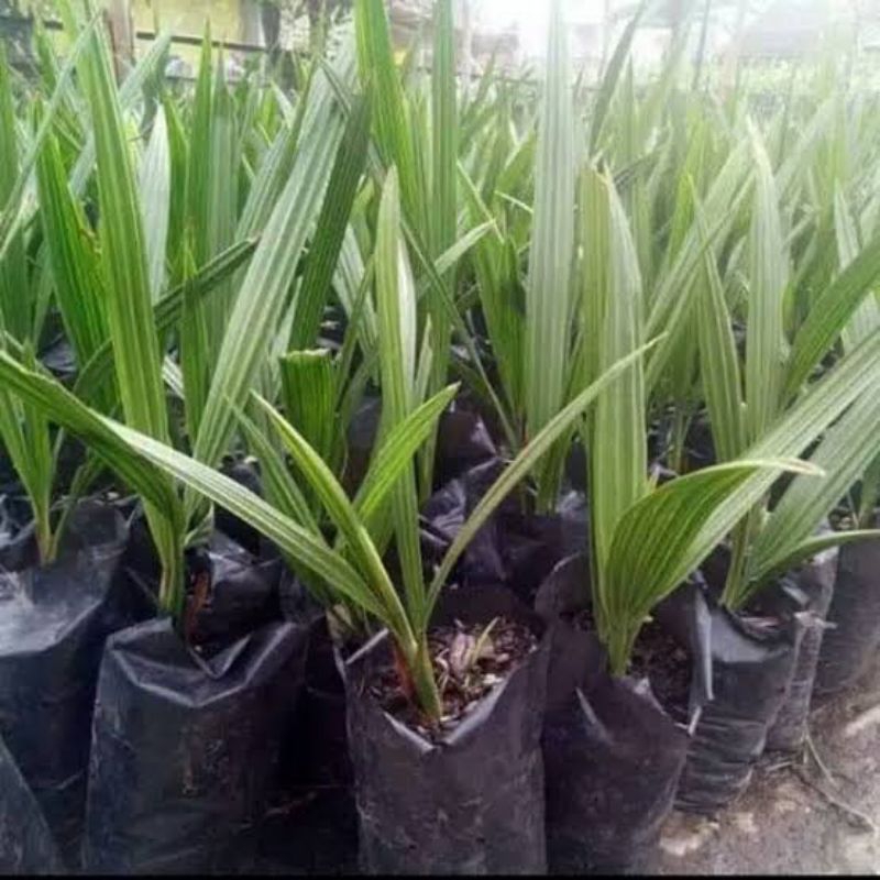 Bibit kurma super unggul