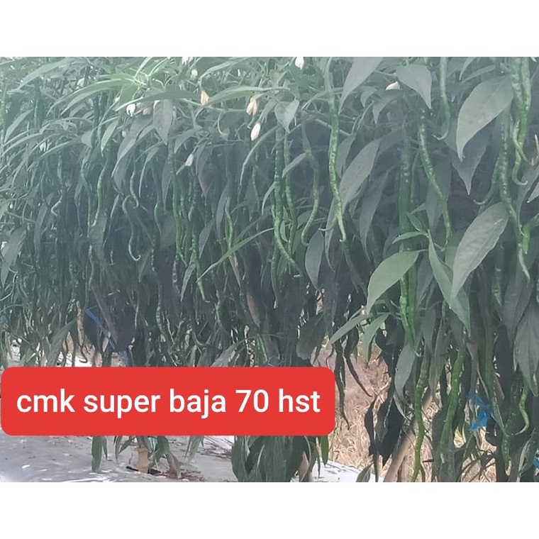 cmk super baja premiun  Kemasan baru  y XW7