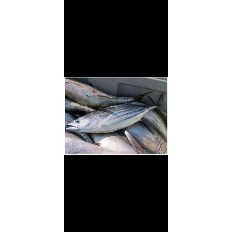 

Ikan Cakalang per Kg